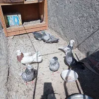کبوتر پر فیت