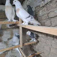 کفتر ترکیه ای عروسک|پرنده|باقرشهر, |دیوار