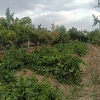 فروش باغ 1000متری صفاییه کوچه11|فروش خانه و ویلا|گلپایگان, |دیوار