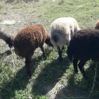 میش و بره