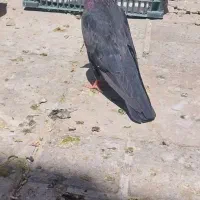 کبوتر کاکولی وتهرانی