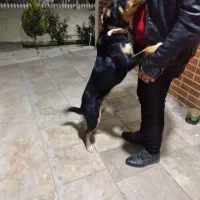 واگذاری سگ کلپی استرالیایی|سگ|فردیس, شهرک ناز|دیوار