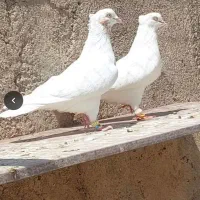سفید چش زاغ