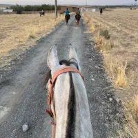 آموزش سوارکاری مبتدی تا حرفه ای