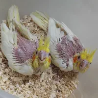 جوجه عروس لوتینو