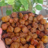 آلو شمس ارگانیک