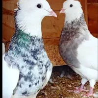 کبوتر|پرنده|کرمان, |دیوار