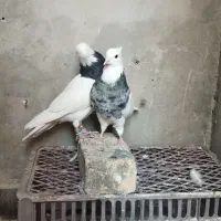 طوقی|پرنده|اصفهان, پارک سلمان فارسی|دیوار