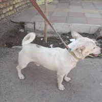 سگ اسنو|سگ|کرمان, |دیوار