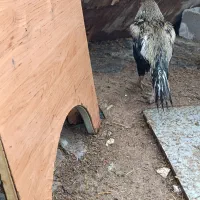 مرغ، خروس و جوجه خروس محلی شب یلدا|حیوانات مزرعه|شیراز, شهرک قمشه|دیوار