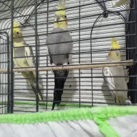 جفت طوطی عروس+جوجه