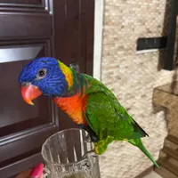 طوطی گمشده (مژدگانی دریافت کنید)