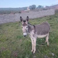 الاغ ماده ابستن گله ای