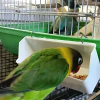 جفت ماسکت یقه زرد ( از والد های جدا)