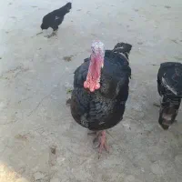 بوقلمون