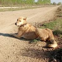 سگ پژدر