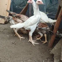 لاری اوشامو|حیوانات مزرعه|رشت, گلسار|دیوار