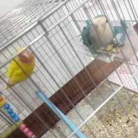 فروش عروس و برزیلی|پرنده|لالجین, |دیوار