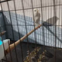 قناری نر مست|پرنده|بهارستان, |دیوار