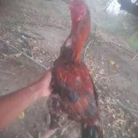 خروس فروشی ۳۰۰۰۰۰۰۰