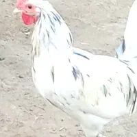 خروس محلی اصل سفید اطراف خورموج