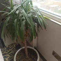 حراج انواع گل بصورت یکجا فروش میرود