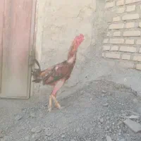 دوعدد خروس سالم سرحال