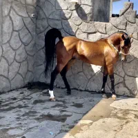 فروش اسب سیلمی درهشور