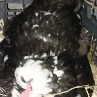 جوجه گلین خروس گلین