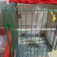 قناری|پرنده|تفرش, |دیوار