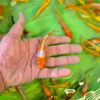 ماهی کوی در سایزهای مختلف|ماهی|شیراز, شهرک بهار|دیوار