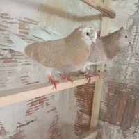 کبوتر درجه یک کفتر