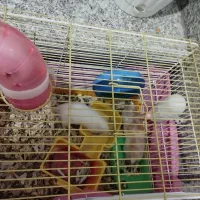 همستر|موش و خرگوش|ری, اقدسیه|دیوار