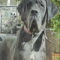 واگذاری سگ گریت دین گریدین نگهبان نر|سگ|تهران, شهرک امید|دیوار