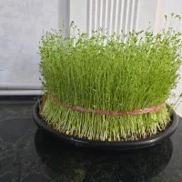 سبزه برا مراسم ختم همراه باسینی مشکی|گل و گیاه طبیعی|کوهدشت, |دیوار