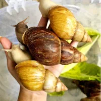 حلزون اچاتینا شاه مولد