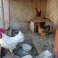 فروش یک خروس وسه مرغ