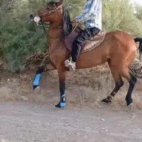 اسب.مادیان کرد. کره مادیان نوه شورش شریف.ابستن