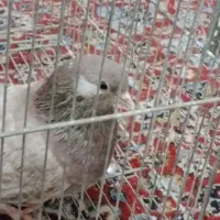 کبوتر مسجدی