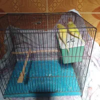 مرغ عشق با کلیه مخلفات