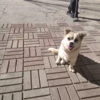 فروشی|سگ|خرمدره, |دیوار