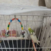 مرغ عشق