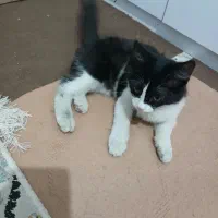 گربم گم شده