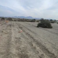 چاه کشاورزی برای اجاره کاشت گوجه پیاز یونجه و .‌‌|اجارهٔ دفتر صنعتی، کشاورزی، تجاری|کهنوج, |دیوار