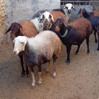 5عدد شیشک سه شیره با بره نر|حیوانات مزرعه|بروجرد, |دیوار