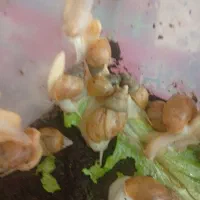 حلزون البینو