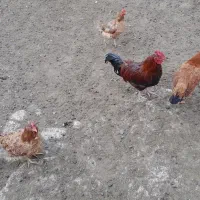 مرغ و خروس محلی