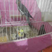 جفت عروس سالم|پرنده|صومعهسرا, |دیوار