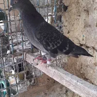 کفتر|پرنده|تهران, شوش (باغ آذری)|دیوار
