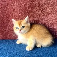 گربه های دلربا و اصیل لوس|گربه|تبریز, |دیوار